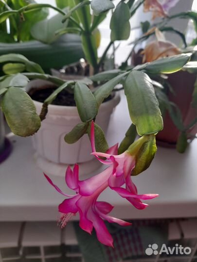 Цветы домашние, взрослые в плошках