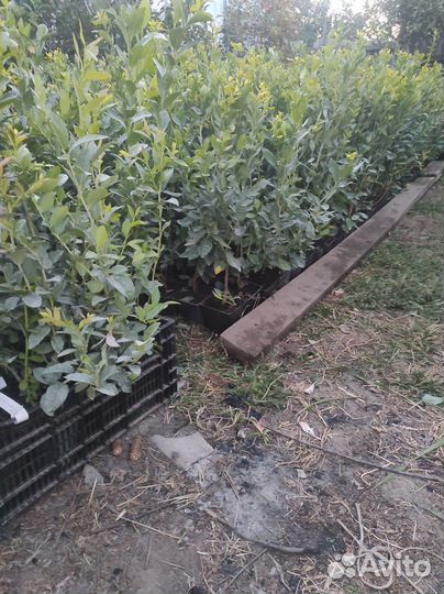 Саженцы голубики