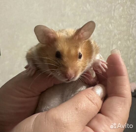 Хомяк сирийский в хорошие руки - отдаем