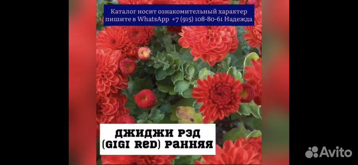 Хризантемы мультифлора