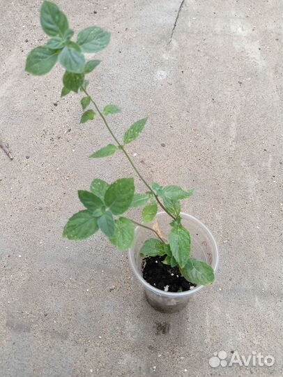 Мята сортовая