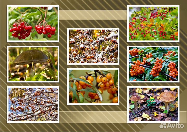 Ягоды фотографии