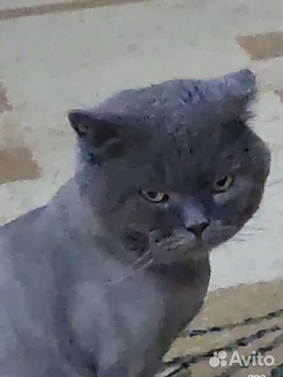 Вязка. Опытный кот, Шотландец