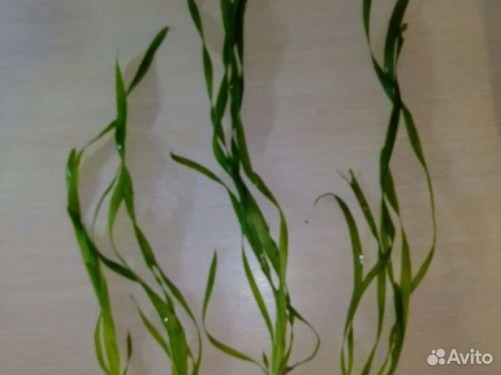 Аквариумное растение