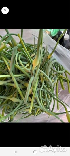 Мята лимонная мелисса, стрелки чеснока