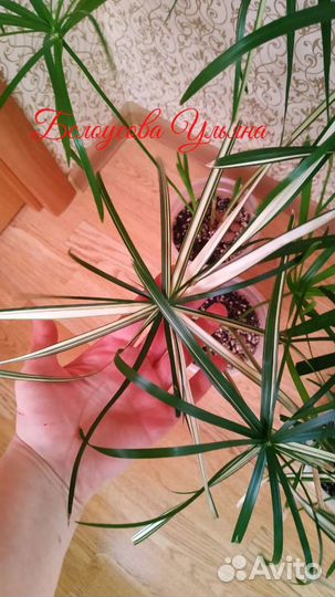 Циперус вариегатный