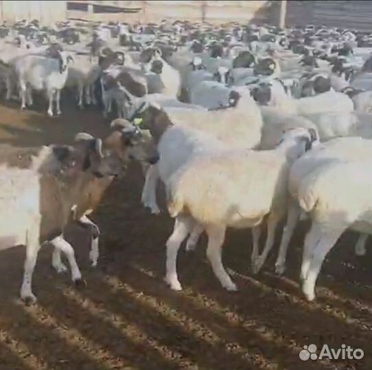 Овцы бараны