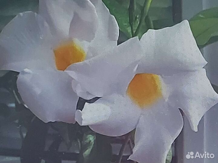 Мандевиллы и диплодении