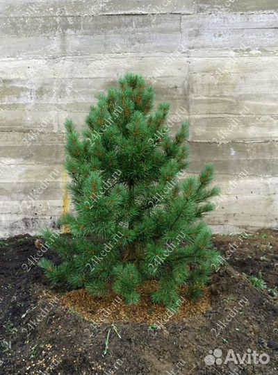 Саженцы кедра экстра класс