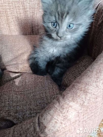 Котята в дар, 1 мальчик, 3 девочки