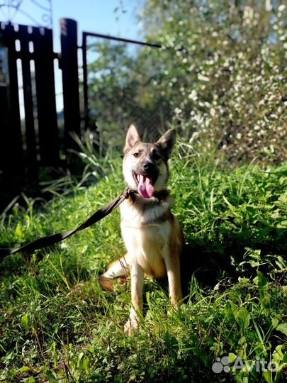 Санни, в добрые руки щенок