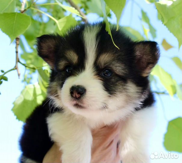 Вельш-корги пемброк