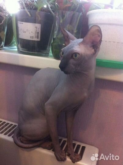 Канадский сфинкс вязка