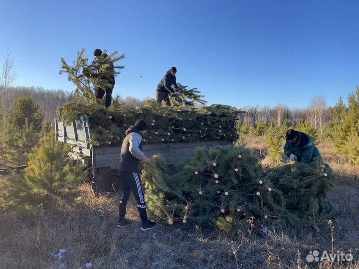 Сосна Новогодняя
