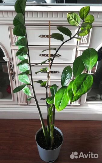 Замиокулькас