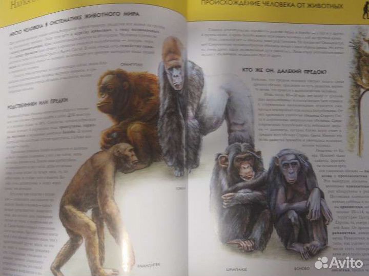 Энциклопедия 