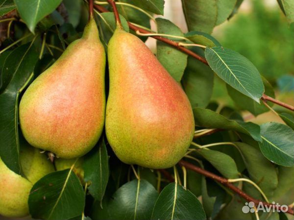 Саженцы нововеличковская