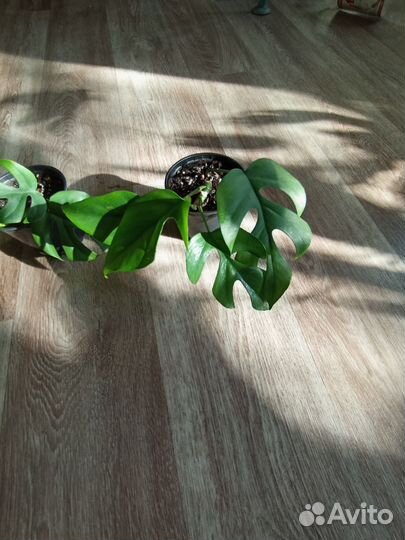 Монстера Минима