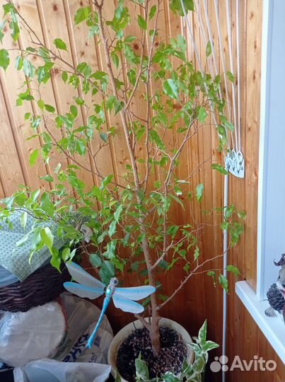 Южный фикус