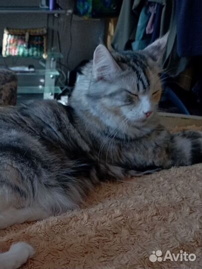 Мейкун девочка