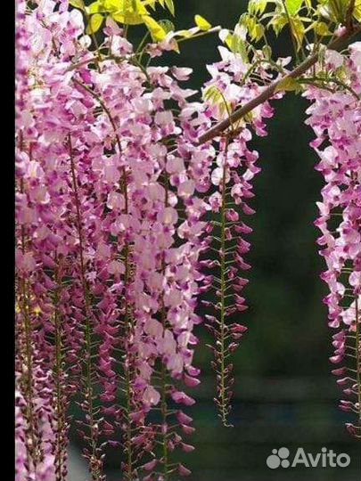 Лиана глициния