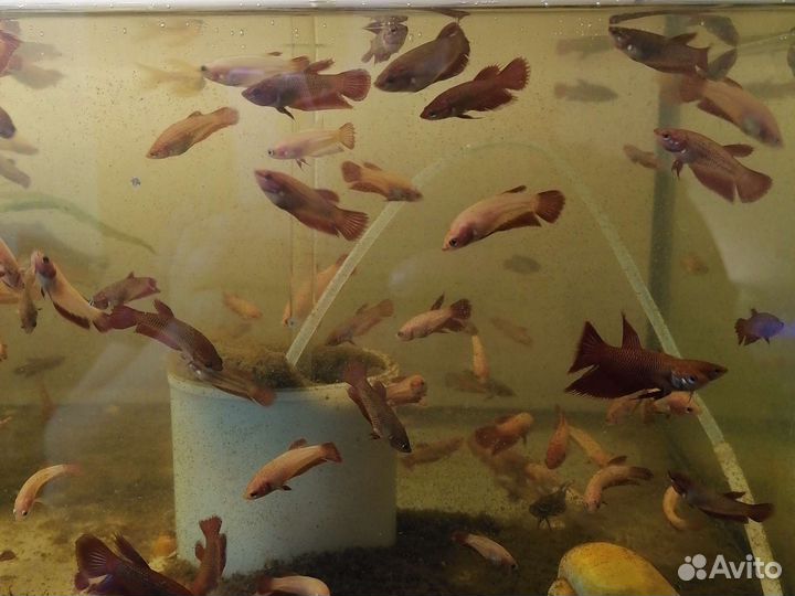 Аквариумные рыбы