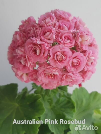 Герань пеларгония Australian pink розебудная