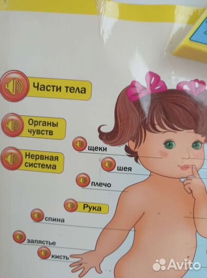 Говорящая анатомия - электронный плакат