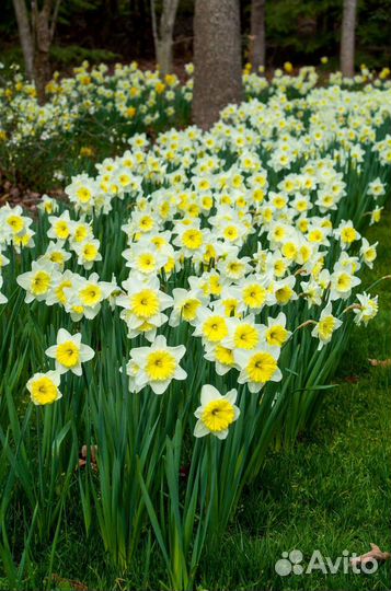 Саженцы,цветы,плющ,молочай миля