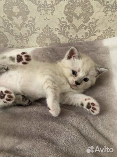 Котята британской серебристой шиншиллы