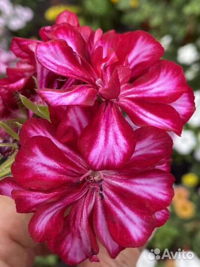 Пеларгонии Античная роза, Пинк Рамблер и другие