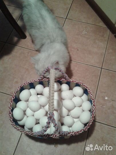 Домашние куриные яйца