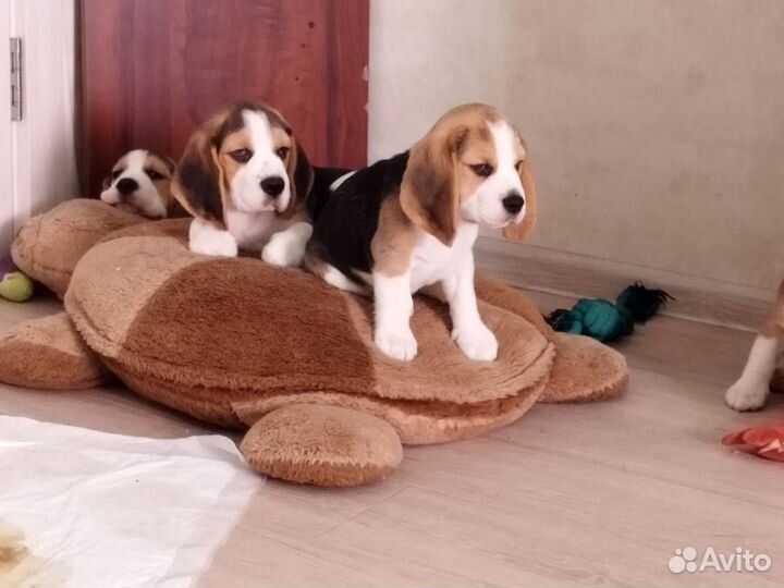 Щенки Бигль РКФ