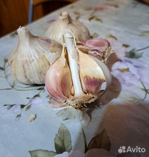 Чеснок озимый крупный