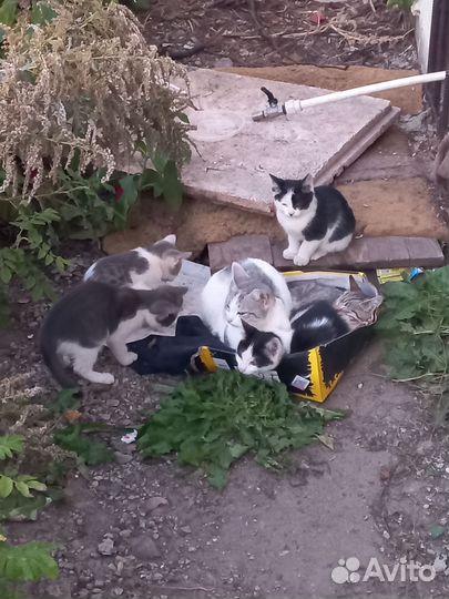 Котята с мамой