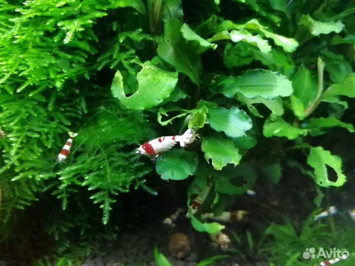 Продажа аквариумных креветок