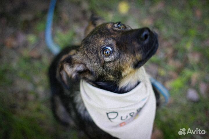 Привитая Мила - ласковая щенок-девочка в дар