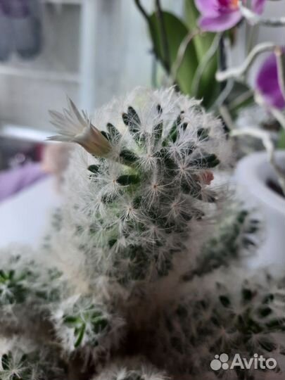 Кактус маммилярия