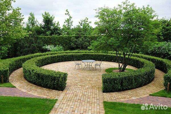 Кизильник блестящий