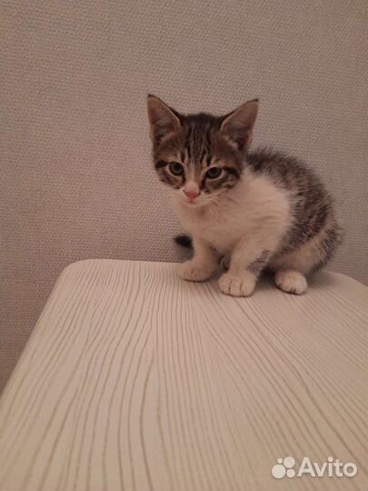 Кошка в дар бесплатно