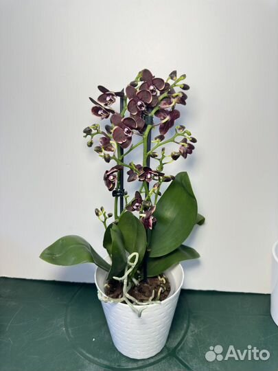 Орхидея фаленопсис