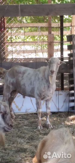 Шикарные козлы-красавцы на племя