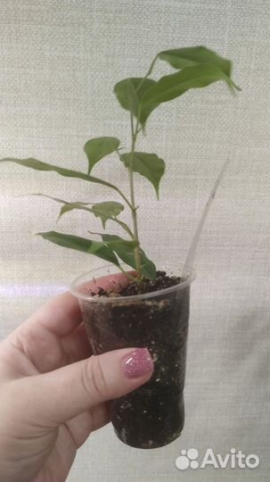 Фикус Бенджамина Регидан