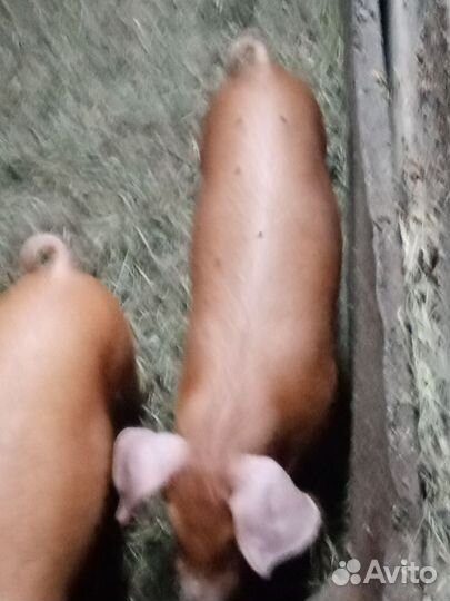 Гибрид 3 пород