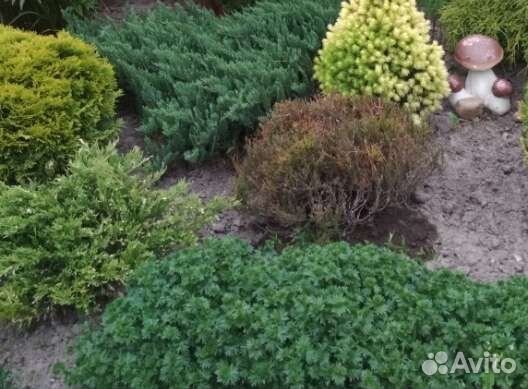 Можжевельник горизонтальный Андорра Вариегатта
