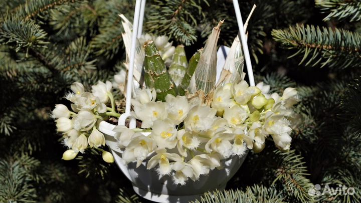 Орхидея. Морковка. Cl. Grace Dunn 'Chadds Ford'