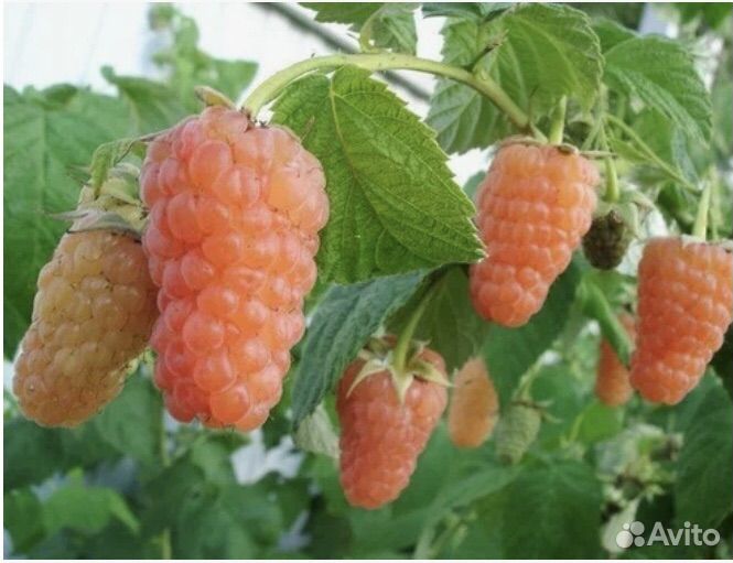 Саженцы желтой малины Оранжевое чудо