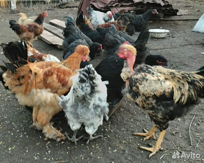 Петухи маран,амераукана и др