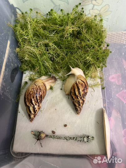 Ахатина ретикулята