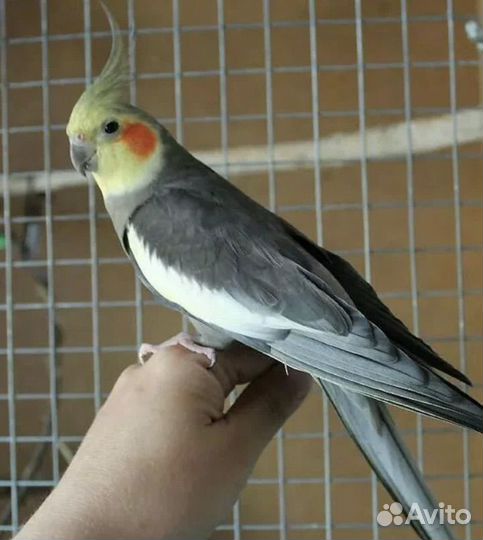 Птенцы кореллы из гнезда самцы